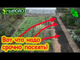 ОГОРОД БЕЗ БЛОШКИ! Посейте эти растения на пустое место и они превратят почву в чернозем!