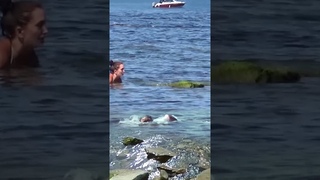 Анапа. Морские змеи на каменистом пляже