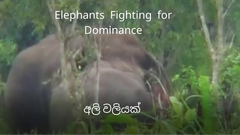 Elephants Fighting for Dominance අල වල යක (ඇත ප රයට අප ඇහ යවම