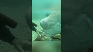 Big Fish 🐠 Asian sheepshead wrasse
