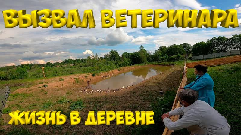 Вызвал ветеринара Увидел лису. Жизнь в