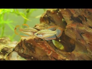 Sparkling Gouramis Sparring &  Croaking