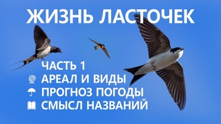 Жизнь ласточек #1/5.  Виды и ареалы.  Смысл названий