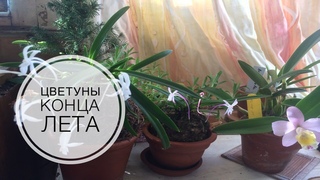 Цветуны конца лета