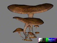 Cuk-Brown-Mushroom-Group-1