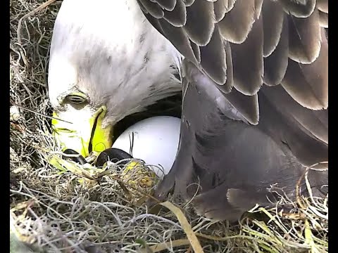AEF NEFL Eagles 11 16 14 Juliet Lays First Egg Dual Cam