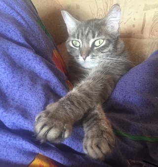 Скрещенные лапки. Котик скрестил лапки. Кот с вытянутыми ногами. Ноги кота. Скрещенные лапки.