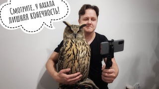 Сова филин Ёль побыла на разогреве у зайцев-миллионников! Ярмарка от @Suprememazay