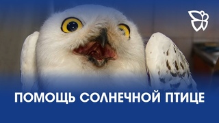 Требуются птичкины няньки. Центр реабилитации Солнечная птица ищет помощников / Телекон