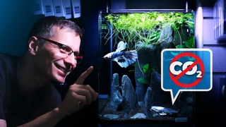 Low-Tech Nano BETTA Aquarium with Floating Plants