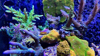 Akwarium morskie Red sea 170. Ati Straton-daylight. Full Aquaforest.