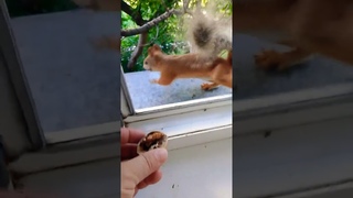 Машенька пришла#2024#squirrel#животные#лето#белка