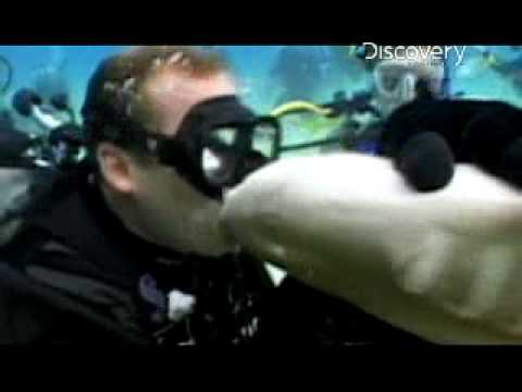 Adrenaline Rush: Shark Bite