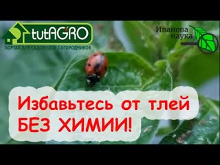 ДЕЛАЙТЕ ТАК! Лучшее безопасное средство от тли без всякой химии. САМЫЙ ЛЁГКИЙ СПОСОБ!