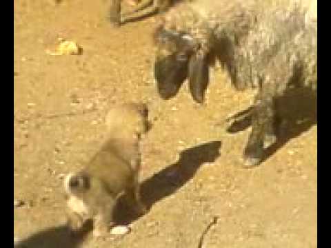 Baby Little Kurdish Kangal Dog Sheep