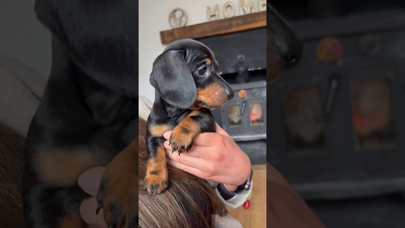 2 years ago today we picked up our little sausage , fyp, pupy, dog, cute, fy, dacshund, dogs,