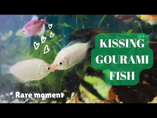 Kissing Gourami // Kissing fish