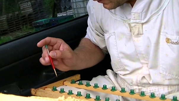 Making a queen bee, Вывод маток 1,