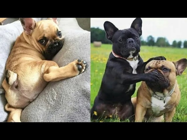 French Bulldog SOO Cute! Funny and Cute French Bulldog Puppies Compilation cute moment #3