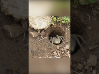 Они живут рядом с нами. Тарантулы. #shorts #facts