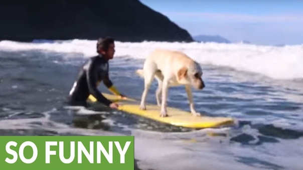 Meet Mendi the incredible surfing dog