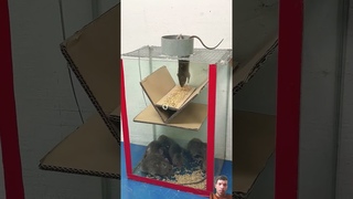 #rattrap #rat #bucketmousetrap #mouse #animals #mousetrap #rattletrap #squirrel
