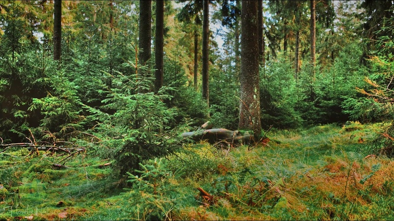 4 K Relaxing Nature Sounds, Forest Sounds, Bird