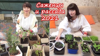 Моя рассада цветов. Саженцы из пакетов и коробок. Что взошло, что нет. Что с пионами и клематисами
