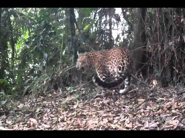 Javan Leopard the last predator of Java anton