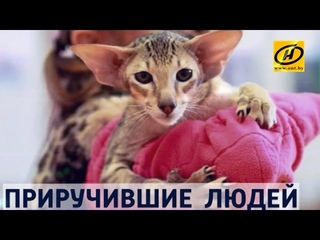 Контуры. Приручившие людей