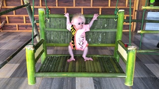 Cute baby Bon monkey's father made a beautiful bamboo swing