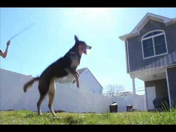 DOUBLE DUTCH DOG BLOWS YOUR
