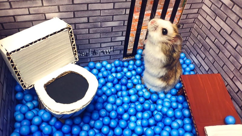 Scorpion maze with Traps hamster Police Pets in Hamster