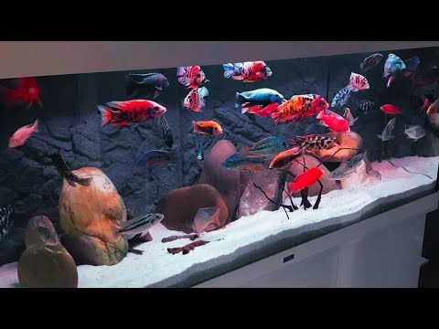 Top 9 Beautiful African Cichlids Tank Setup for Home