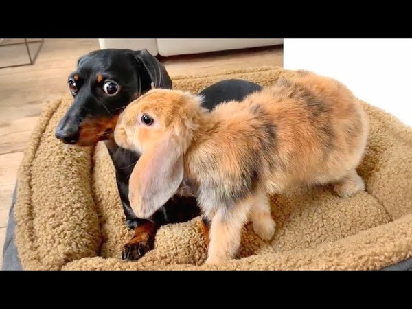 Easter Compilation Unlikely Animal Friends: Dachshunds, Bunnies, Ducklings