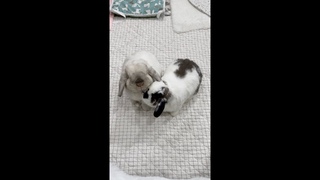I cannot believe what my bunny did