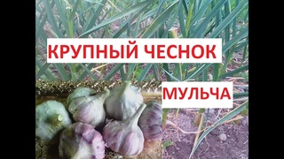 МУЛЬЧИРУЕМ ЧЕСНОК ВЕСНОЙ!