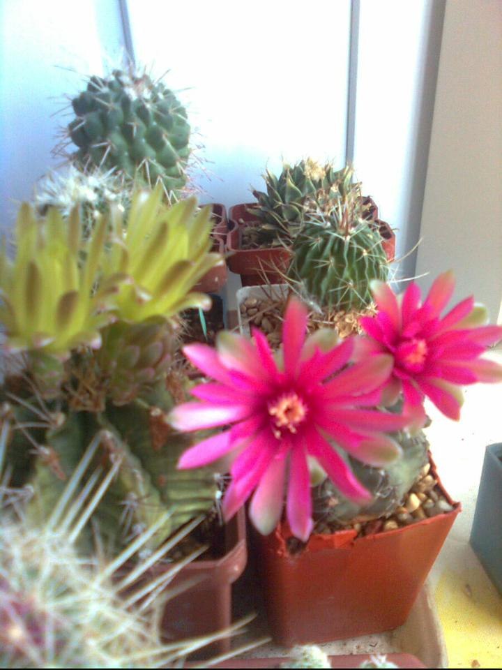 Карина Карпова | Москва