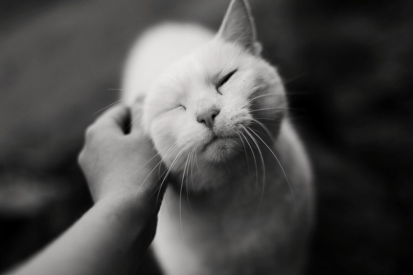 Даша Манаенкова | 