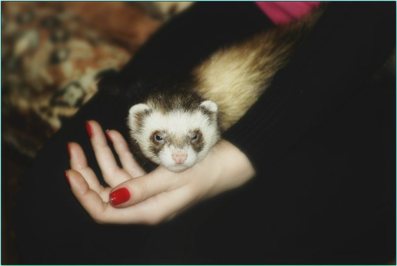 Анастасия Черныховская (Лиса) | Запорожье