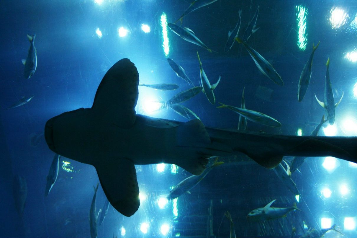 Мария Горькая | Киев