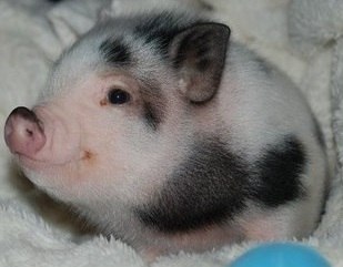 Илья Титаренко Waroku | Ставрополь