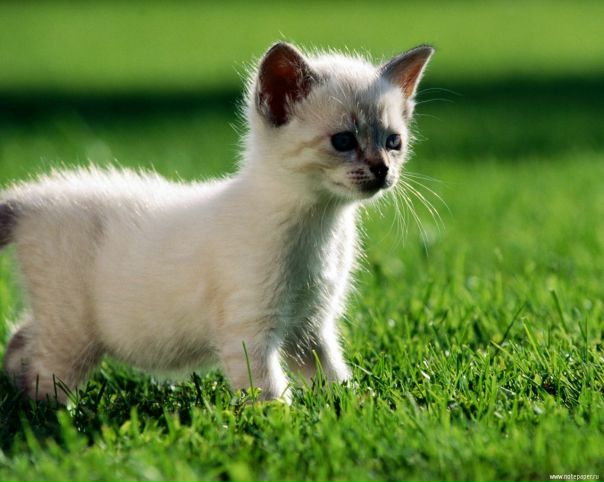 №142, Павел Алексеев, Санкт-Петербург №142, Павел Алексеев, Санкт-Петербург