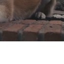 №100, Вова Ватрич, 120 лет, Коломыя №100, Вова Ватрич, 120 лет, Коломыя