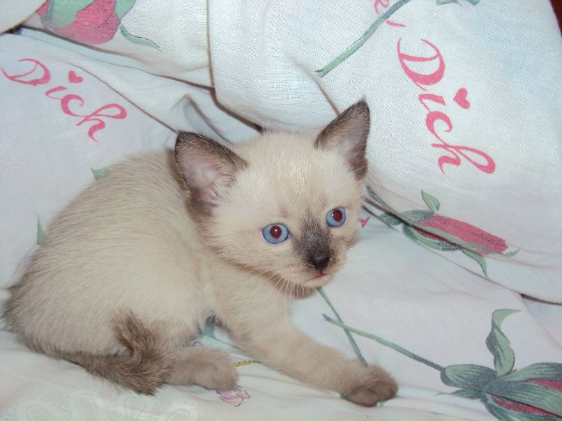 Светлана Светлова | Валдай