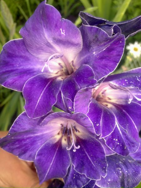 №13, Леся Стечкевич, Львов №13, Леся Стечкевич, Львов