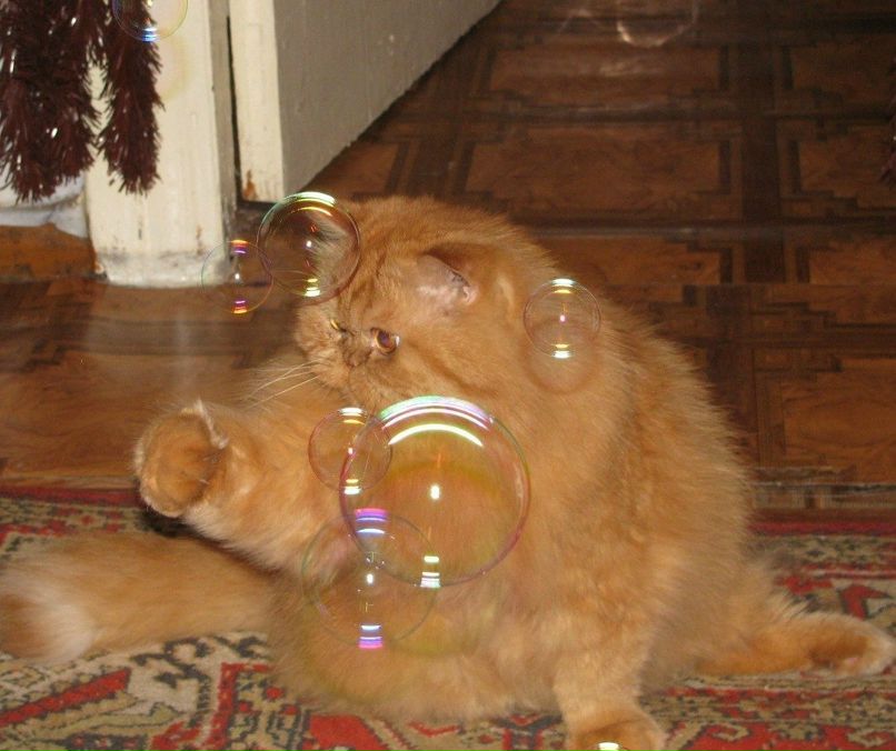 Дмитрий Андреевич | Мелитополь