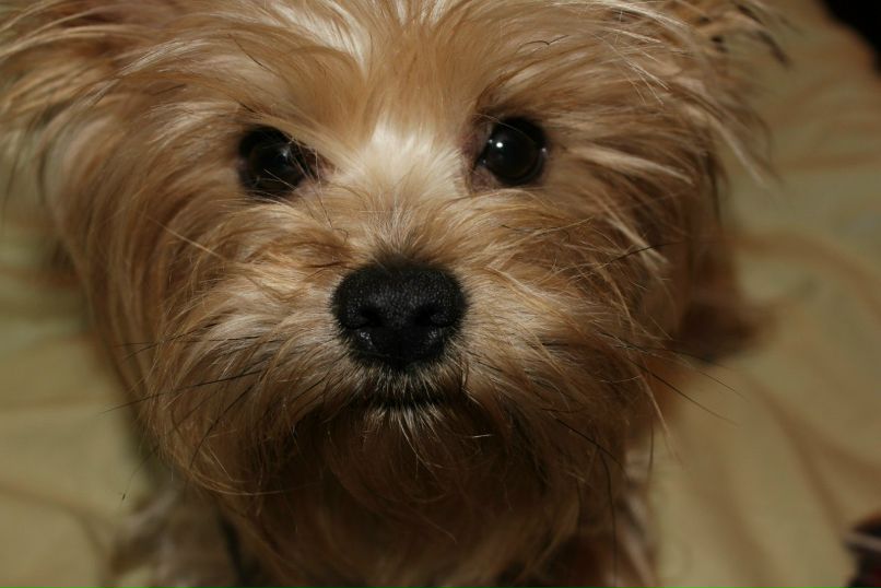 Наталия Кривенда | Белая Церковь