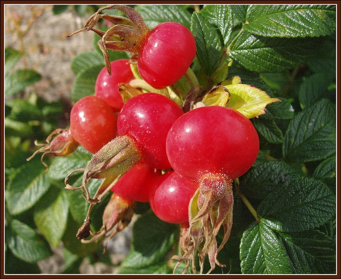 Дмитрий Корунный | Псков