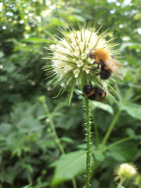 №93, Dmitriy Garbarinin, 34 года, Харьков №93, Dmitriy Garbarinin, 34 года, Харьков